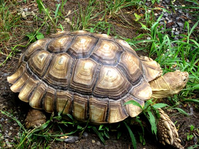 Turtle at Ray's Reptiles in Ottawa