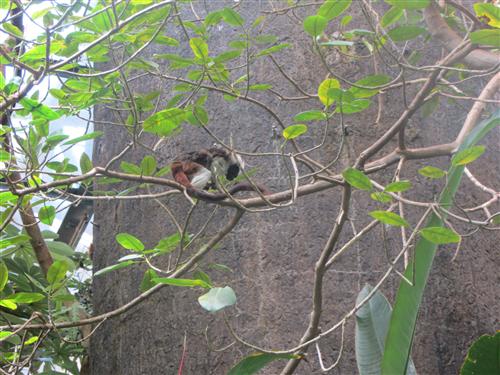 Monkey at the Biodome