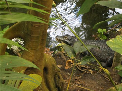 Caiman at the Biodome