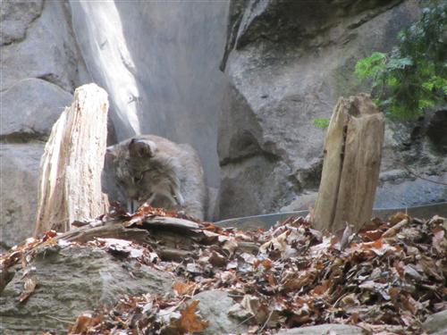 Lynx at the Biodome