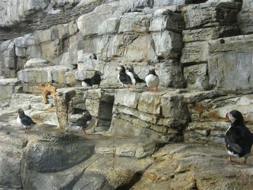 Puffins at the Biodome