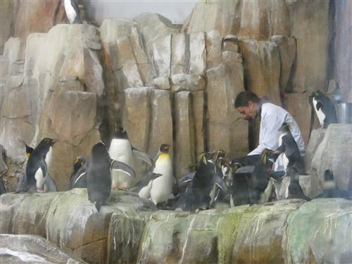 Penguin Feeding Time