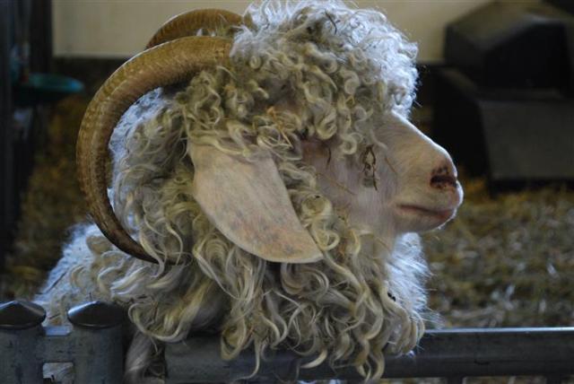 Don't let this guy scare you. The horns are just for show.