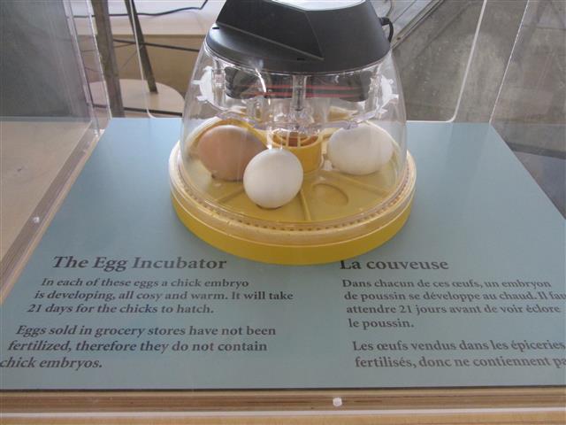 This egg incubator is in the new Learning Centre, too - if you time it right, you can see a new chick hatching.
