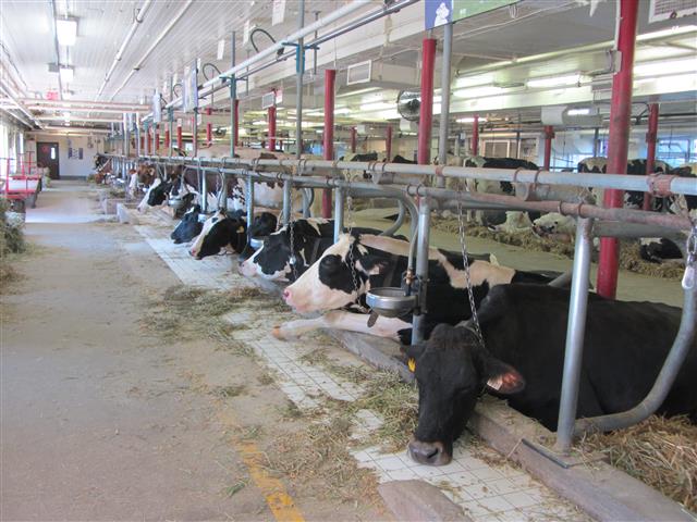 Cow barn at the Museum of Agriculture