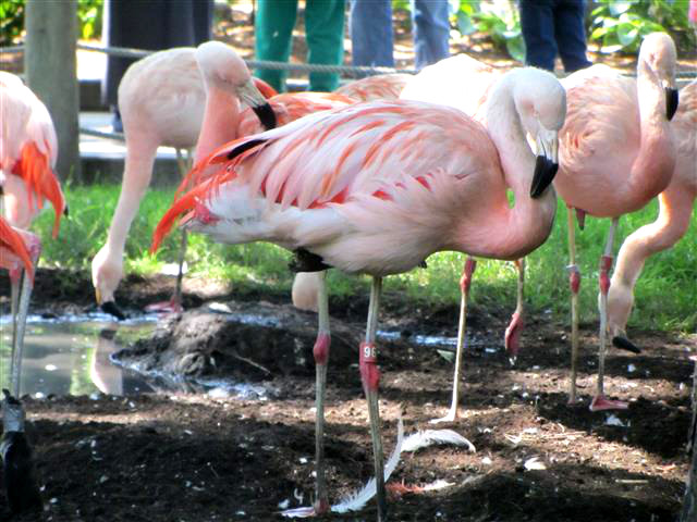 50_Flamingo