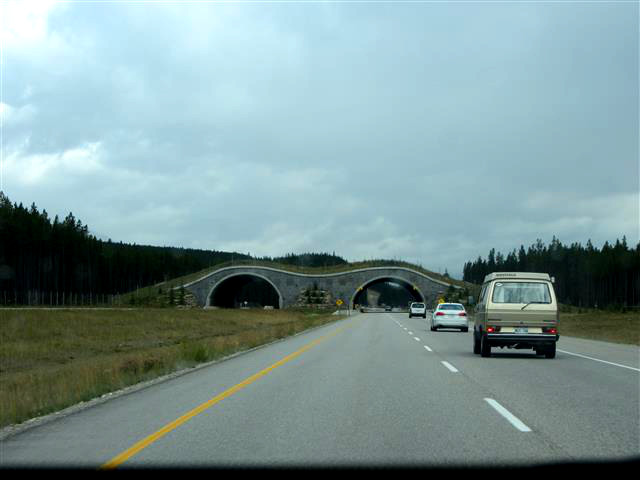 537_WildlifeOverpass
