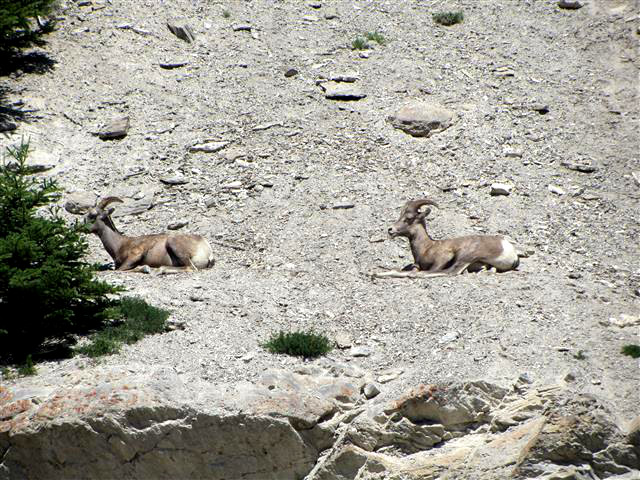 783_BighornSheepChilling