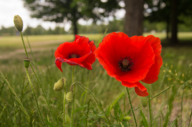 flickr-creativecommons-DerekWinterburn